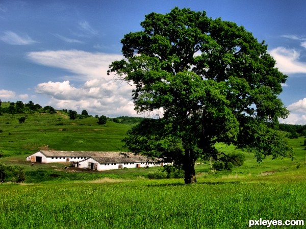 Field of Dreams